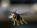 Scientists ask Britons to help stop invasion of Asian hornets