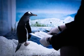 Campaign to free ‘trapped’ London aquarium penguins backed by MPs