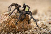 The tarantula invasion has begun – here’s where to watch your step