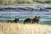 How to survive a bear attack - based on the species and its behaviour