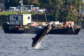 Whales and dolphins are increasingly getting stranded around Scotland