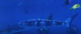 Aquarium visitors say they feel cheated by ‘whale shark’