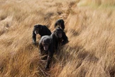 Could bloody conflict between chimps help shed light on human nature?