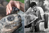 Giant tortoise celebrates 135th birthday and becomes first-time dad