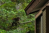 The ‘monkey-chasing squad’ trying to stop macaques from invading homes