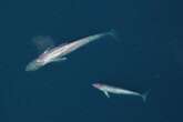 Scientists may have cracked the mystery of missing baby blue whales