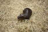 Move over, Moo Deng: Meet Haggis Edinburgh Zoo’s new pygmy hippo