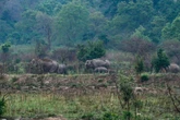 Asia’s oldest elephant, lovingly called ‘grandma’, dies at 100
