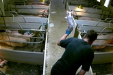 Supermarkets axe supplier after farm workers beat piglets to death