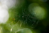 New spider species discovered in India named after hero police officer