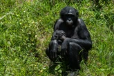 Orphaned bonobos find sanctuary from poachers and bushmeat trade