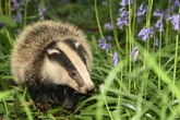 Badger cull expansion given go-ahead against advice of science chief