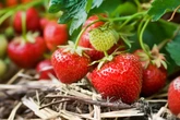 Why this year’s strawberries are set to be sweeter