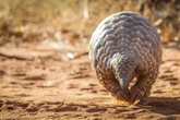 The fight to save ‘adorably odd’ mammal from edge of extinction
