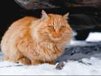 RSPCA warns salt and antifreeze kill pets – as snow and ice forecast