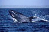 Blue whales have gone silent, and that has scientists worried