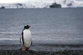 Bird flu virus found in king penguins as scientists fear global spread