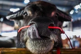Thailand holds beauty pageant to celebrate this humble farm animal