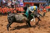 Controversial bull-riding festival gets underway in India