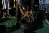 Growing appetite for octopus threatens future of iconic dish