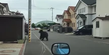 Bear on loose in Japan sees flights cancelled and schools closed