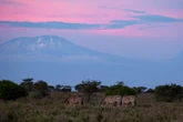 UK aid cuts will cause untold damage, wildlife charities warn