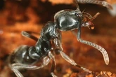 An invasive venomous ant is spreading in the US