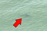 Shark sightings force New York beaches to close on busy July 4 weekend