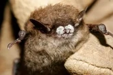 Fungus-encrusted bats are spreading deadly disease