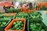 India’s ‘king of mangoes’ crop devastated as farmers report 90% losses