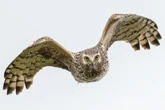Birds of prey killed in crimes linked to gamebird shoots