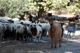 Greece considers movement ban after smallpox outbreak on farm