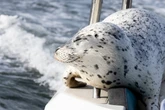Photographer captures moment seal jumps onto boat to escape orcas