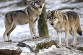 Wolves have returned from near extinction. But not everyone is happy