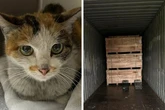 Cat stowaways from China to Minnesota and survives