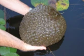 Giant ‘mutant blobs’ found floating through US waterway