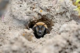 Over 5M bees found under NY cemetery, one of largest colonies recorded