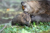 How beavers could become key to preventing droughts