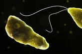 ‘Brain-eating amoeba’ kills 19 people in India’s Kerala