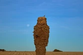 Iconic palm trees under threat by ‘invisible pest’