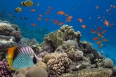 New large coral reef containing ancient life discovered