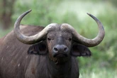 83-year-old gored by pet buffalo: ‘Could be worse’