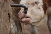 Water tanks replace springs on a Serbian mountain as drought endangers some 1,000 cows and horses