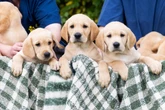 Guide dog charity welcomes biggest litter in years with 13 puppies