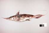 New species of otherworldly ghost shark discovered in New Zealand