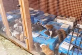Hundreds of guinea pigs found in hoarder’s Los Angeles home
