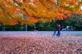 Farmer’s Almanac predicts when to expect peak fall foliage