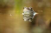 Female frogs may sometimes fake death to avoid males