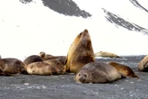 Hundreds of seal pups likely killed by disease sweeping the globe