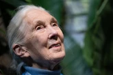 David Attenborough pays touching tribute to ‘dear friend’ Jane Goodall